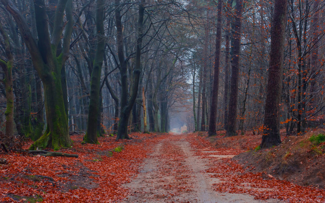 Обои картинки фото природа, дороги, деревья, лес, мох, осень, дорога