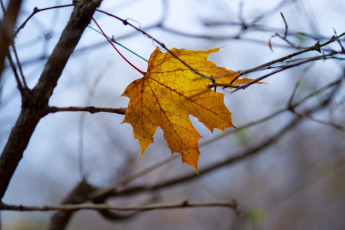 Картинка природа листья ветки макро жёлтый цвет осень