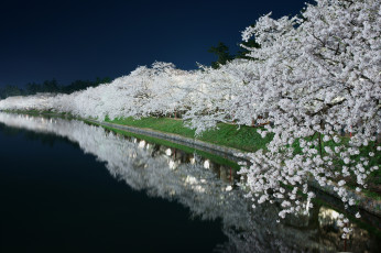 Картинка природа парк пруд канал цветение сад свет ночь весна