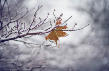 Картинка природа листья ветка макро зима снег лёд холод изморозь