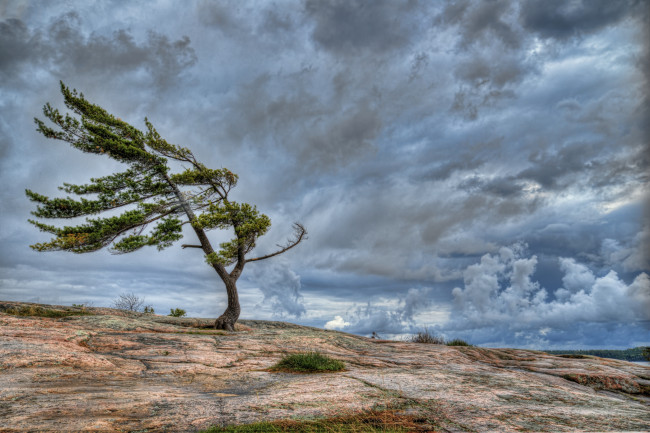 Обои картинки фото природа, деревья, небо, облака, скала, дерево, ветер