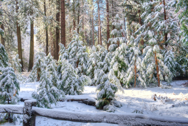 Обои картинки фото природа, зима, ели, снег, сугробы
