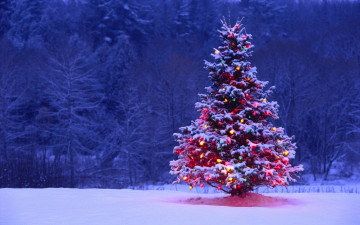 Картинка праздничные Ёлки ёлка снег лес огни украшения