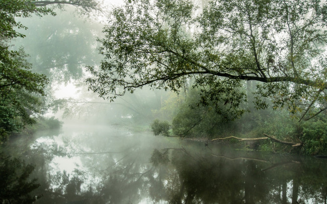 Обои картинки фото природа, реки, озера, туман, река, лес