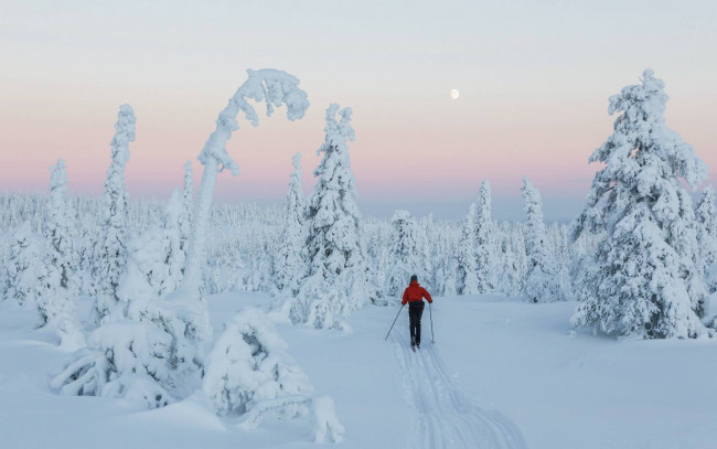 Обои картинки фото спорт, лыжный спорт, деревья, снег