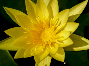 Картинка цветы лотосы макро желтый