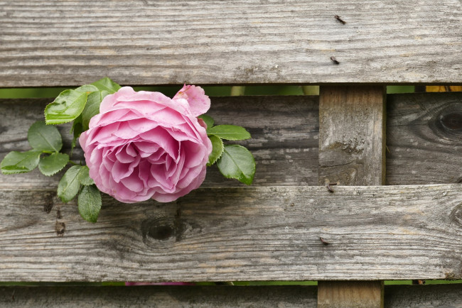 Обои картинки фото цветы, розы, розовая, роза, забор
