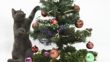 Картинка животные коты кот елка игрушки