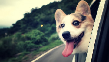 Картинка животные собаки собака окно язык