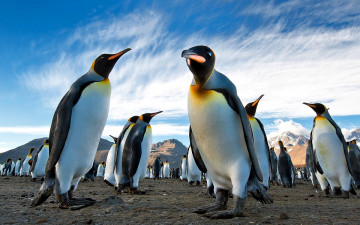 Картинка животные пингвины стая горы облака