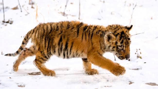 Обои картинки фото животные, тигры, тигренок, малыш, снег