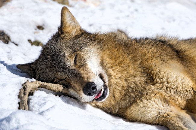 Обои картинки фото животные, волки,  койоты,  шакалы, волк, сон, снег, палка