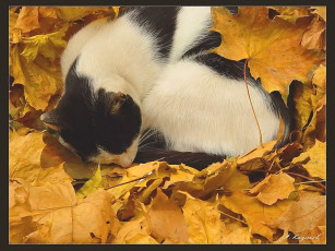 Картинка казюков осенний сон животные коты
