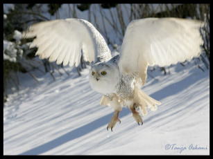 обоя snow, owl, животные, совы