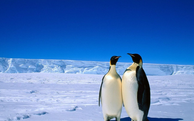 Обои картинки фото животные, пингвины