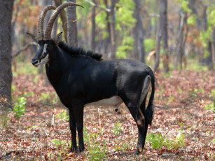 Картинка животные антилопы антилопа чёрная саблерогая