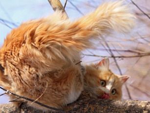 Картинка животные коты кот кошка язык хвост