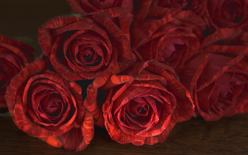 Картинка цветы розы тёмный красный фон
