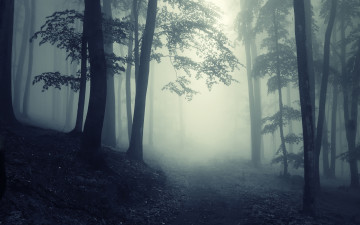 Картинка природа лес мрак лесной туманный