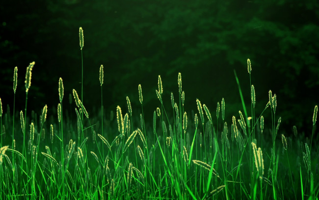 Обои картинки фото природа, макро, колоски, трава, колосья, поле