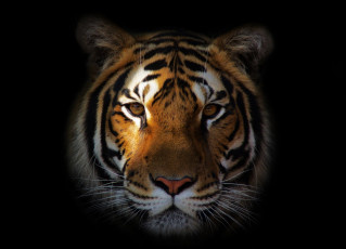 Картинка животные тигры портрет морда тигр