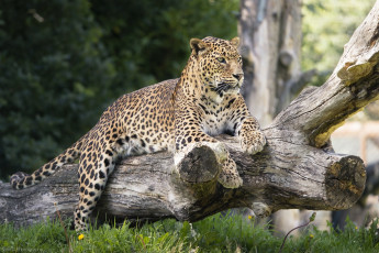 Картинка животные леопарды морда бревно отдых лежит пятна хищник лапы