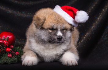 Картинка животные собаки щенок японская акита шапка