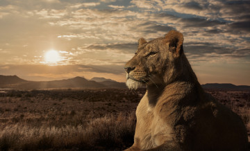 Картинка животные львы саванна закат львица лев