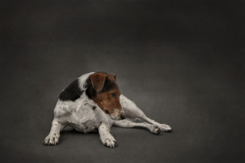 Картинка животные собаки фон взгляд собака