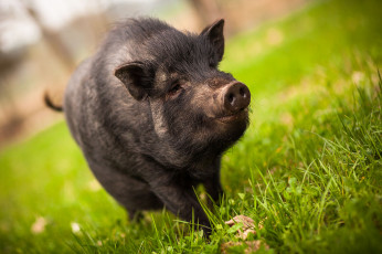 Картинка животные свиньи +кабаны свинка