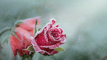 Картинка цветы розы иней снег красные