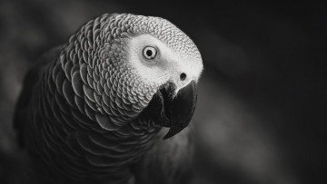 Картинка животные попугаи черно-белый птица попугай