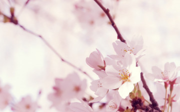 Картинка цветы сакура +вишня весна цветение ветки