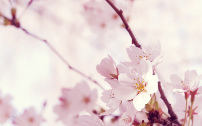 Обои картинки фото цветы, сакура,  вишня, весна, цветение, ветки