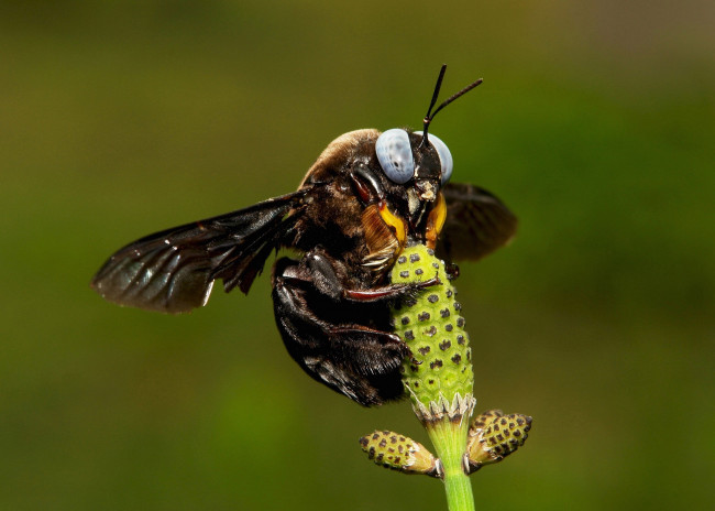 Обои картинки фото животные, пчелы,  осы,  шмели, насекомое