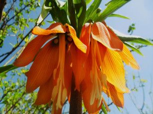 Картинка цветы лилии +лилейники оранжевые соцветие