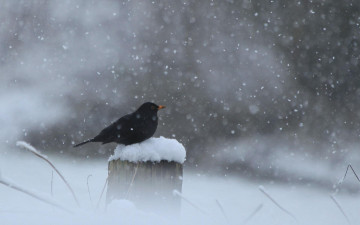 обоя животные, птицы, птица, столб, снег, черная