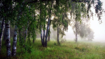 Картинка природа лес березы туман