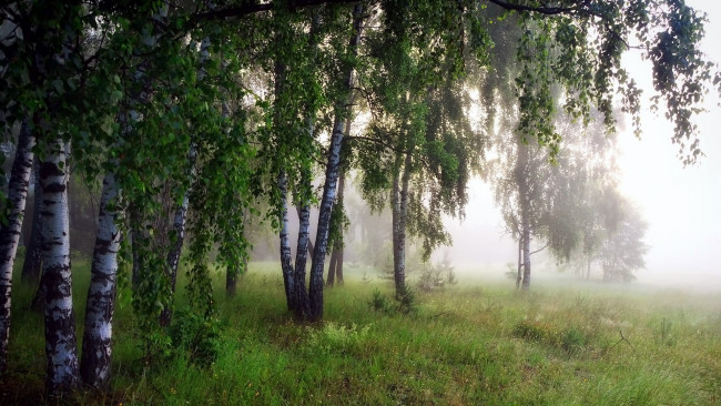 Обои картинки фото природа, лес, березы, туман