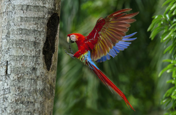 Картинка животные попугаи попугай