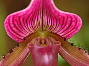 Картинка ladyslipper orchid цветы орхидеи