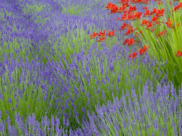 Обои картинки фото lavender, and, crocosmia, bainbridge, island, washington, цветы, лаванда