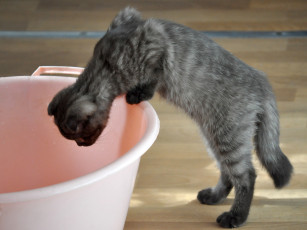 Картинка животные коты любопытство скоттиш-фолд котёнок таз