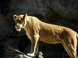 Картинка животные львы львица