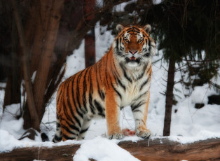 Картинка тигр животные тигры стоит смотрит снег