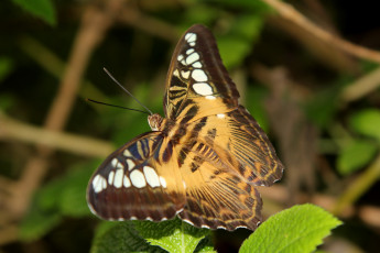 Картинка бабочка животные бабочки полоски