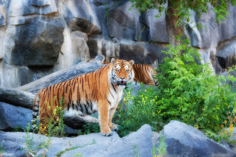 Картинка красивый тигр животные тигры фотошоп