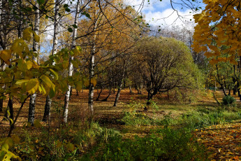 Картинка природа парк с  петербург
