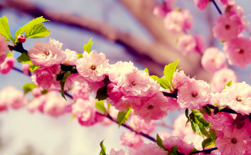 Картинка цветы сакура вишня ветка листья