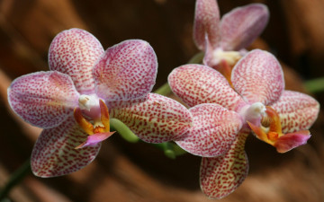 Картинка цветы орхидеи тропики